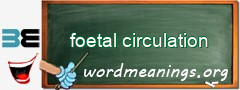 WordMeaning blackboard for foetal circulation